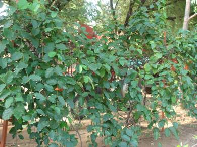 CLERODENDRON SPLENDENS